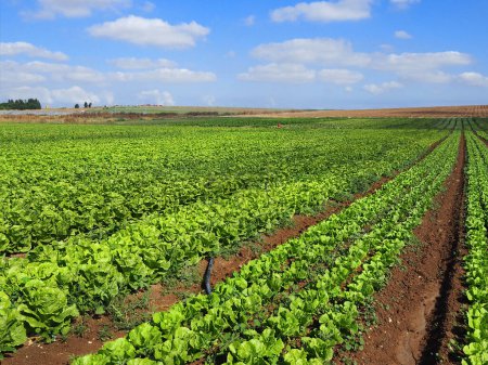 Un campo con hojas de lechuga fresca. La agricultura israelí en la región sur.