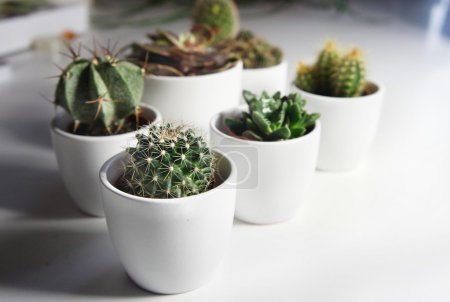 Mezcla de cactus en la habitación blanca
