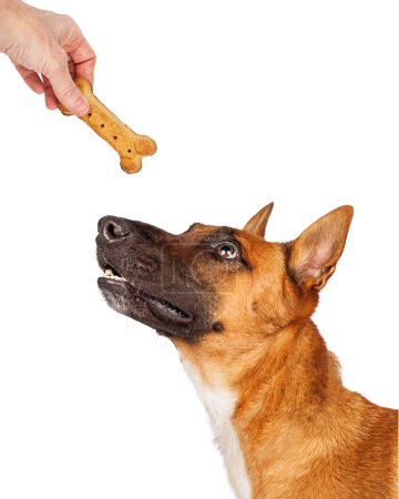 Foto de Pastor perro mirando a la mano de una persona que le da un regalo en forma de hueso como recompensa - Imagen libre de derechos