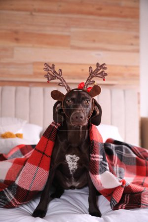 Lindo perro en diadema de reno en la cama en casa. Celebración de Navidad