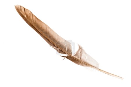 Pluma beige sobre blanco
