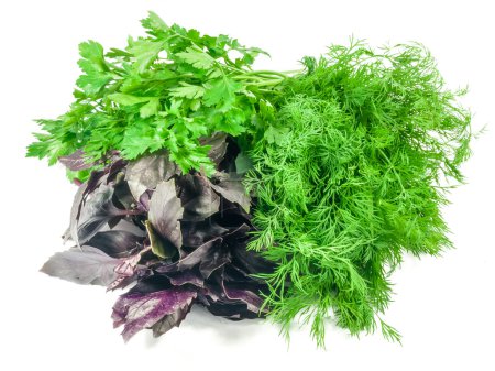 Photo for Bunch of purple basil leaves, parsley and dill on a light background. Isolation - Royalty Free Image