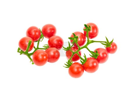 Two branches of cherry tomato on a light background