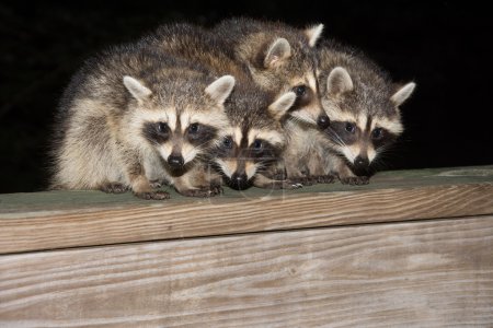 Four cute baby raccoons on a deck railing