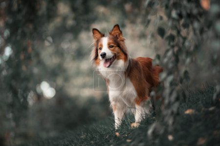 Orgulloso perro collie frontera
Orgulloso perro collie frontera