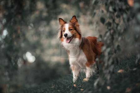 Photo for Proud red border collie dog in a dark forest - Royalty Free Image