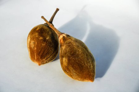 Früchte des Grauen Baobabs (Adansonia madagascariensis) isoliert vor weißem Hintergrund