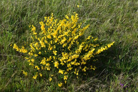 Photo for Close up of the branch of blooming yellow flowers of Cytisus scoparius, the common broom or Scotch broom, syn. Sarothamnus scoparius. Blooming broom, Cytisus scoparius in April. - Royalty Free Image