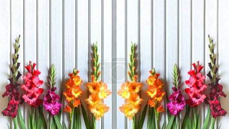 Primer plano horizontal de las variedades multicolores de Gladiolus en el fondo de tablas de madera pintadas en color gris-blanco, espejo, día soleado brillante, iluminación natural.Estilo rústico de la decoración, espacio de copia.