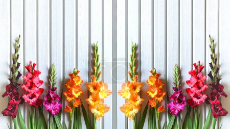 Close up horizontal banner of multicolored varieties of Gladiolus on background of wooden boards painted in gray-white color,mirrored,bright sunny day,natural lighting.Rustic decor style,copy space.