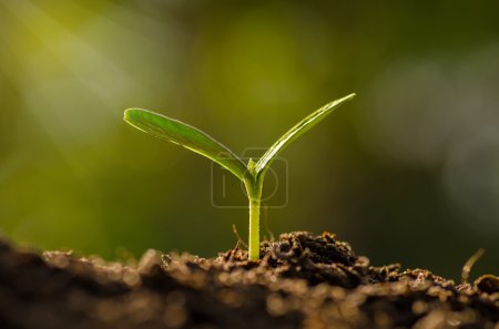 Téléchargez les photos : Gros plan Jeune plante poussant au-dessus d'un environnement vert ensoleillé - en image libre de droit