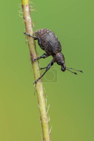Photo for Insect -  weevil beetle - Liophloeus tessulatus - Royalty Free Image