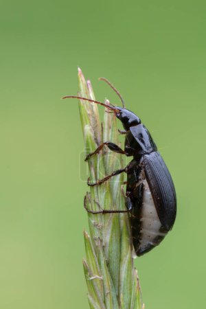 Photo for Insect - ground beetle - Calathus fuscipes - Royalty Free Image