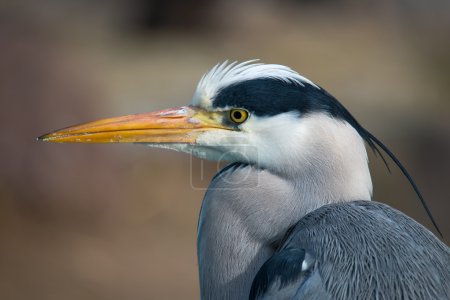 Photo for Grey heron, Ardea cinerea - Royalty Free Image