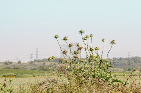 Foto de Primer plano de muchas flores de cardo mariano, (Silybum marianum
) - Imagen libre de derechos