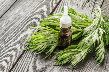 Ramas frescas de ajenjo y aceite esencial
 