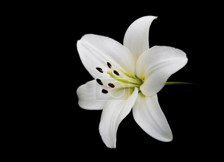 Lirio blanco
