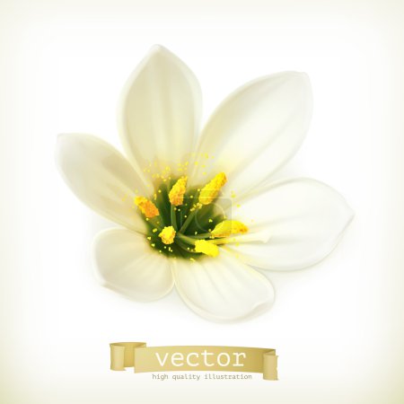 White flower, vector illustration