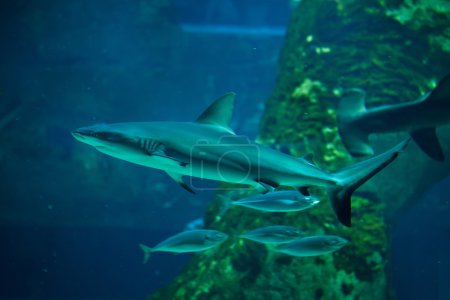 Foto de Tiburón de arrecife gris (Carcharhinus amblyrhynchus
) - Imagen libre de derechos