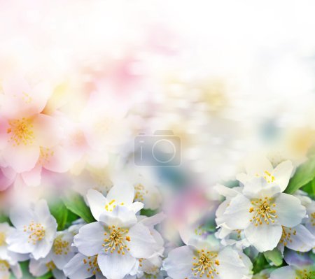 Jazmín blanco. La rama delicadas flores de primavera