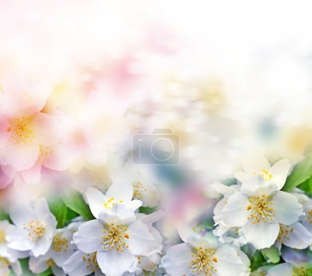 Photo for White jasmine. The branch delicate spring flowers - Royalty Free Image