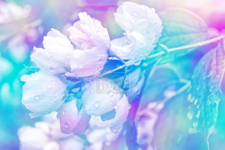 Jazmín blanco. La rama delicadas flores de primavera