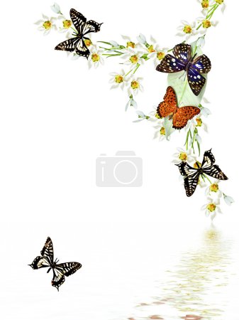 Photo for Branch of flowers and butterflies isolated on a white background - Royalty Free Image