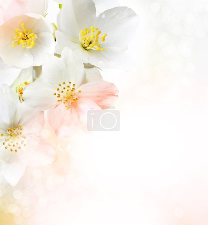 Flor de jazmín blanco
.