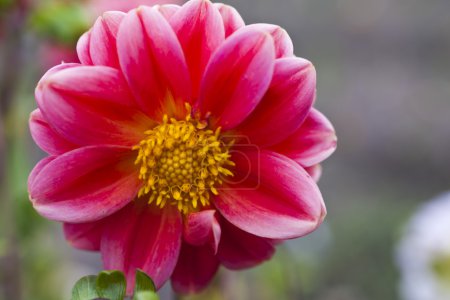 Flores de otoño
