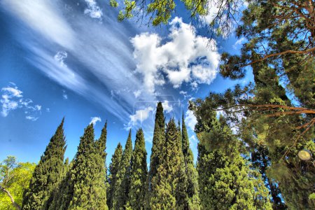 Palm trees and cypresses