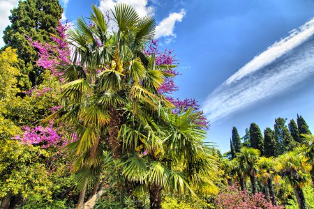 Foto de Palmeras y cipreses crecen en el sur y son agradables a la belleza visual - Imagen libre de derechos