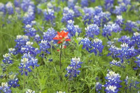 Téléchargez les photos : Vue de mise au point sélective d'une seule fleur de pinceau indien parmi de nombreux bonnets Texas Bluebonnets - en image libre de droit