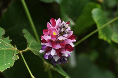 Flores de Kudzu. Kudzu es una planta de vid perenne Fabaceae que utiliza raíces como ingredientes y drogas crudas en Japón.