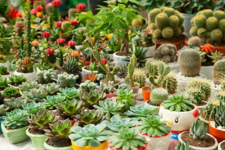 Téléchargez les photos : Divers succulents en pot et plantes de cactus au marché aux fleurs - en image libre de droit