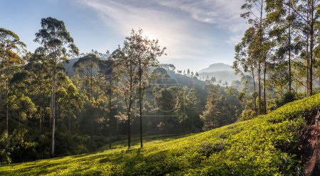 Foto de Hermosa vista panorámica de una típica plantación de té en Sri Lanka, Asia - Imagen libre de derechos