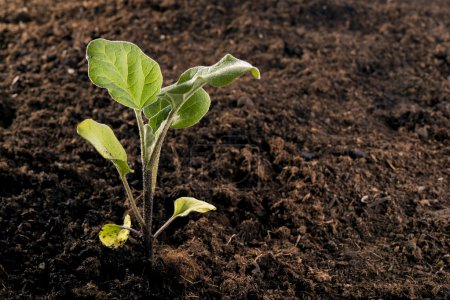 Foto de Plántulas recién plantadas en el huerto para una dieta saludable - Imagen libre de derechos