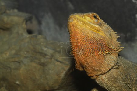 Photo for Close up head bearded dragons lizard - Royalty Free Image