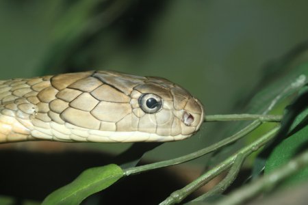 Photo for Head King Cobra - Royalty Free Image