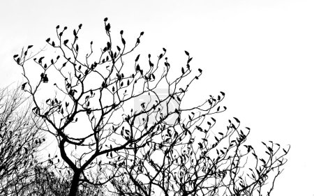 silueta de ramas de árbol
