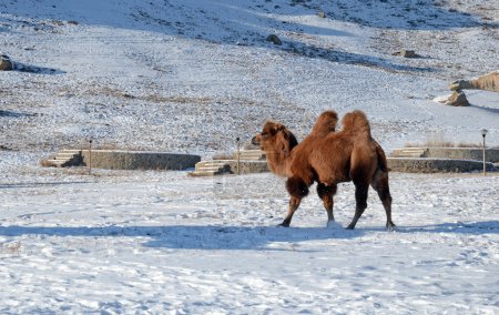 Camello bactriano en estepa mongoliana nevada
