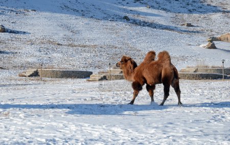 Photo for Bactrian camel in mongolian steppe in winter - Royalty Free Image