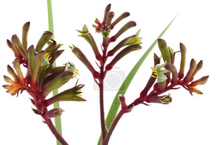 Photo for The Western Australian Red and Green Kangaroo Flower, the floral emblem of Australia, close up against a white background. - Royalty Free Image