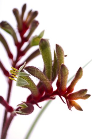 Foto de La flor canguro roja y verde de Australia occidental, el emblema floral de Australia, se acerca sobre un fondo blanco
. - Imagen libre de derechos