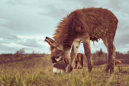 Dirty donkey on the field in nature in autumn or winter day against a gray sky