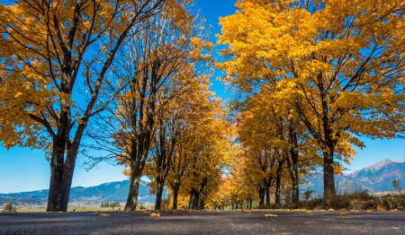 Autumn tress in park