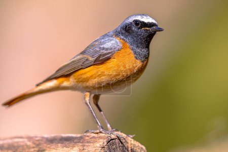 Hausrotschwanz (Phoenicurus phoenicurus). Schöner Vogel, der auf einem Ast im Wald thront. Wildtiere in der Natur. Niederlande.