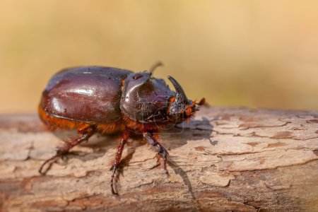 Téléchargez les photos : Coléoptère du rhinocéros européen (Oryctes nasicornis) dans l'habitat naturel en Italie - en image libre de droit