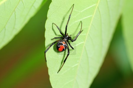 Photo for Red-back widow spider (Latrodectus hasseltii) in Japan - Royalty Free Image