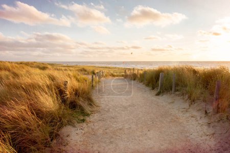 Las dunas con hierba de playa en la costa del Mar del Norte en la provincia de Holanda Septentrional en los Países Bajos