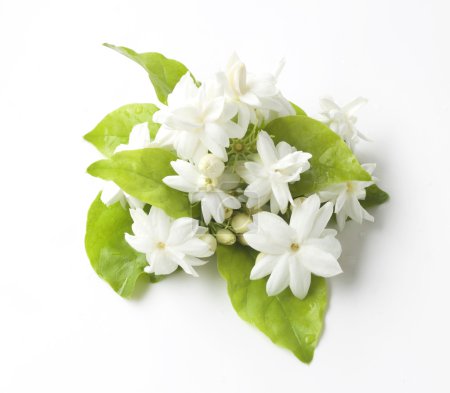 flores de jazmín